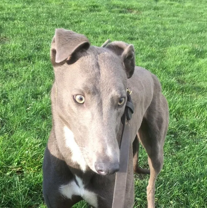Greyhound Enzo