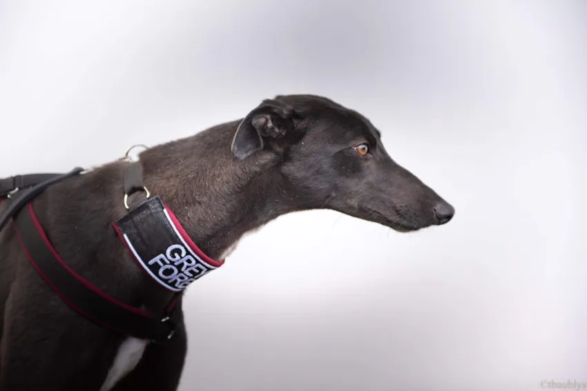 Greyhound Julie
