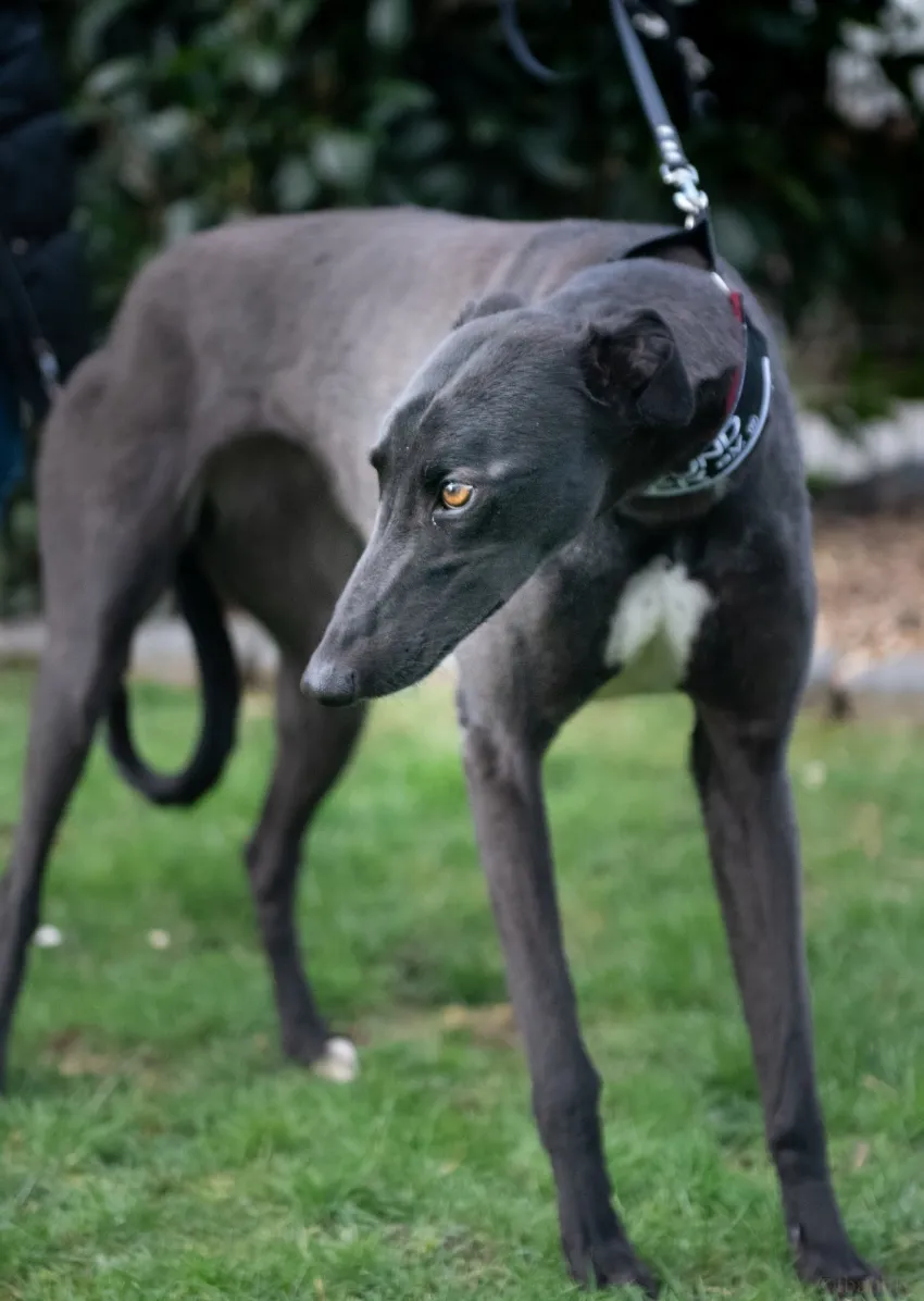 Greyhound Julie