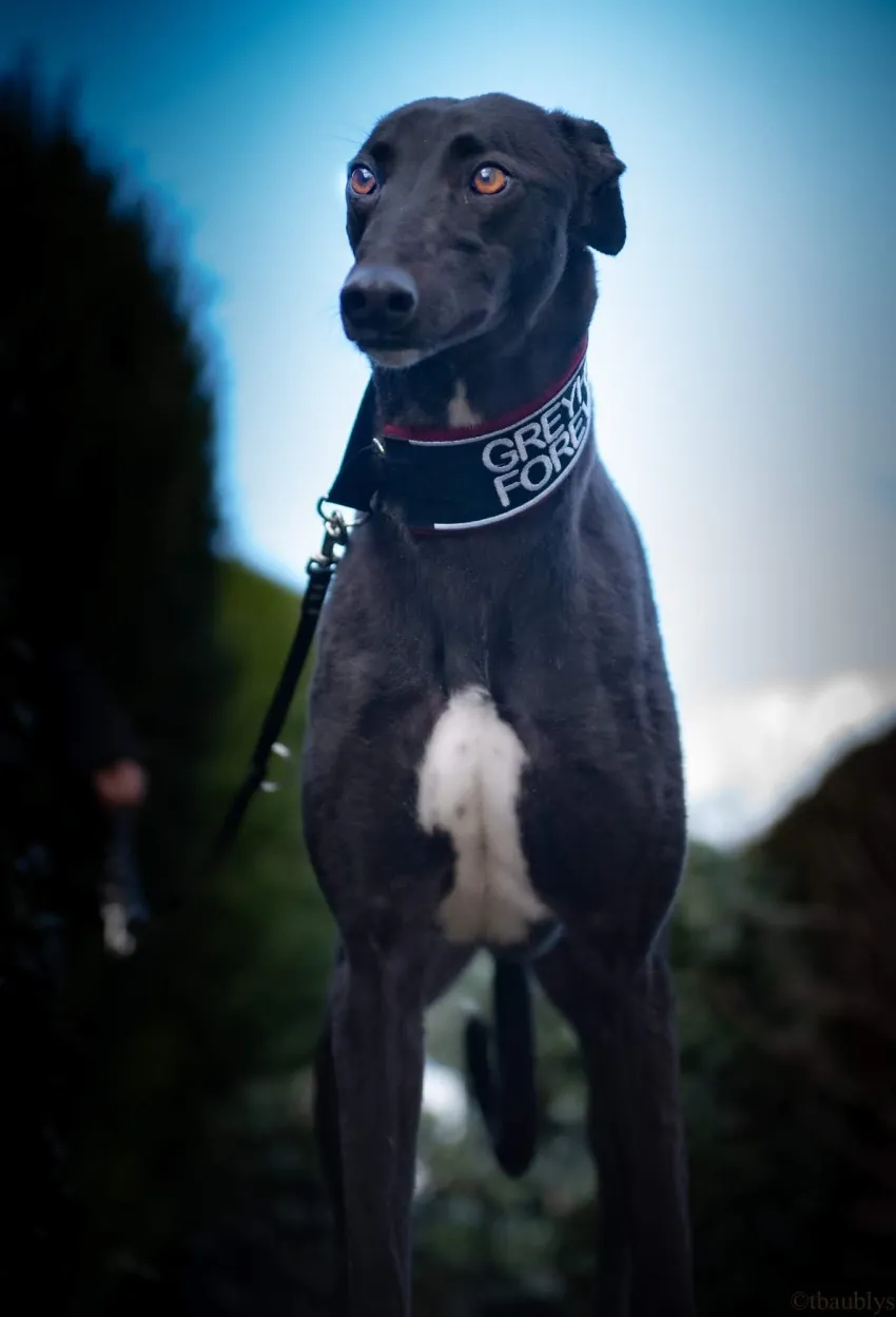 Greyhound Julie