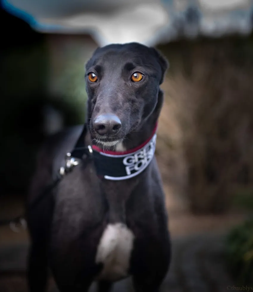 Greyhound Julie