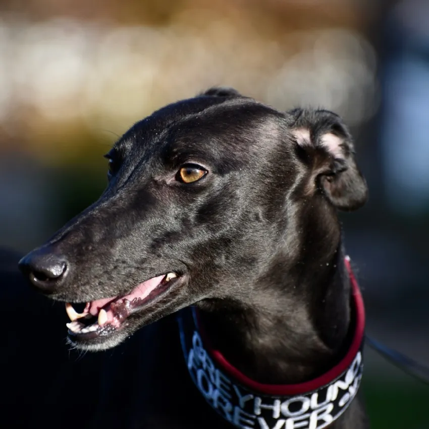 Greyhound Keesha