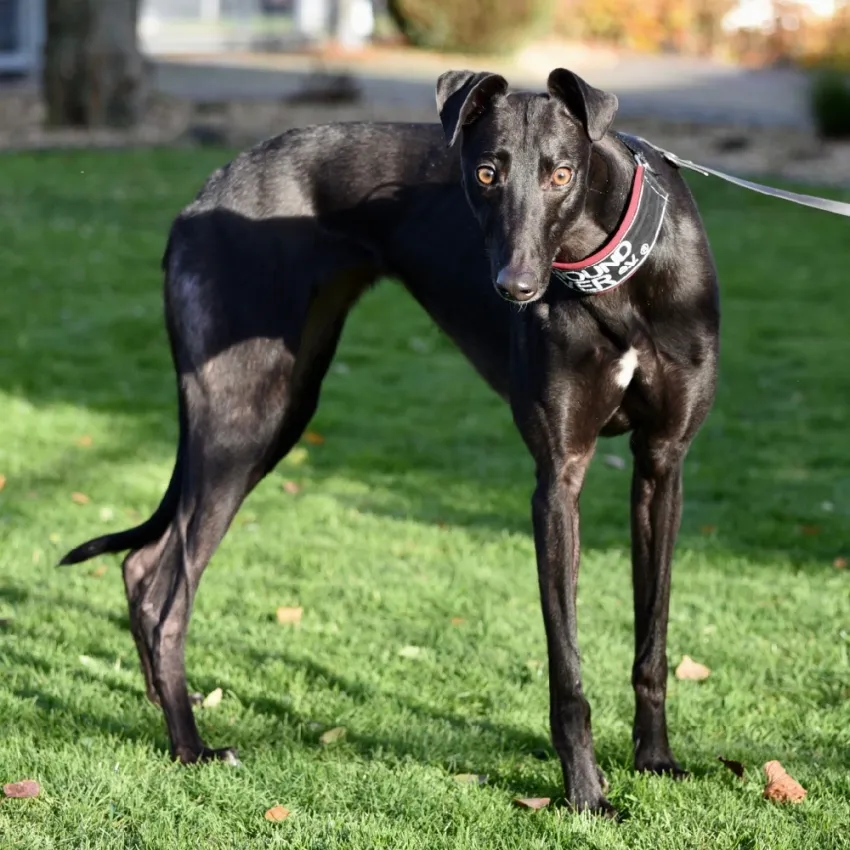 Greyhound Keesha