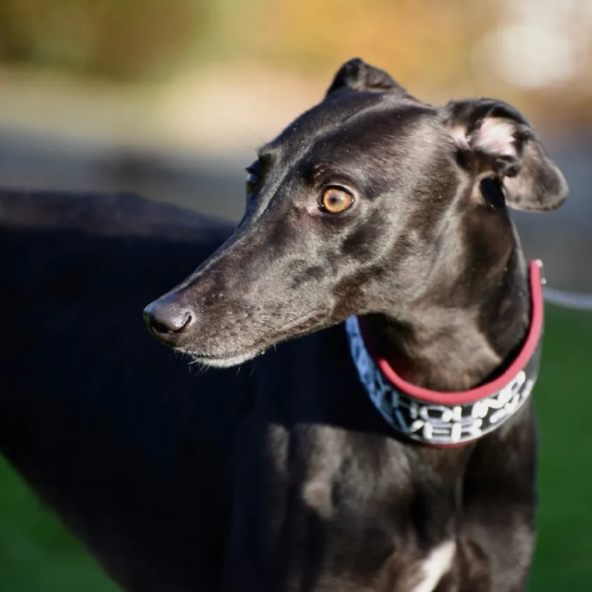 Greyhound Keesha