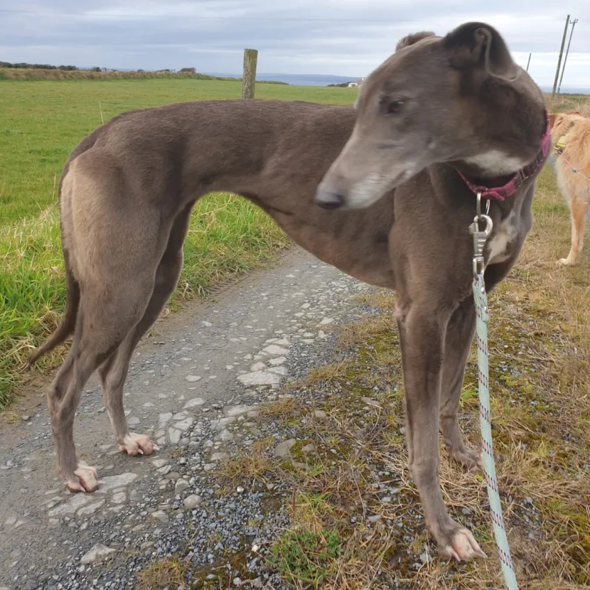 Greyhound Riona