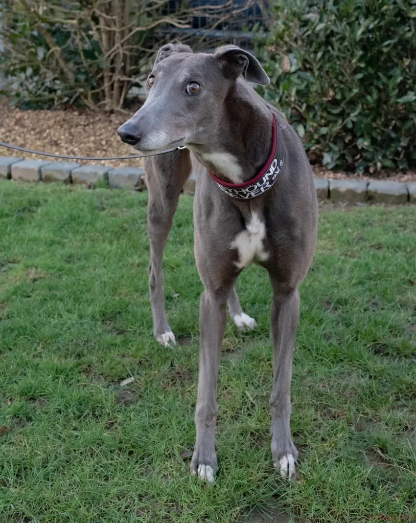 Greyhound Riona