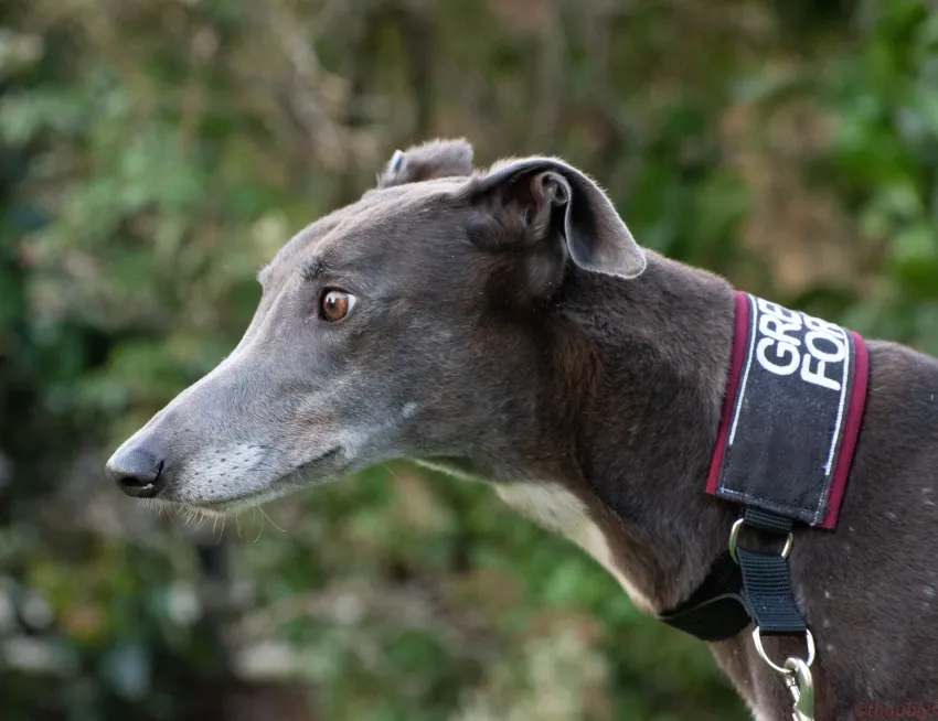 Greyhound Riona