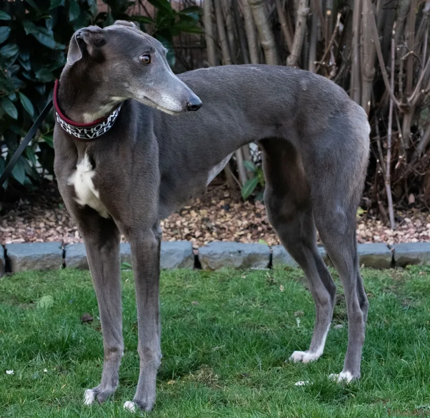 Greyhound Riona