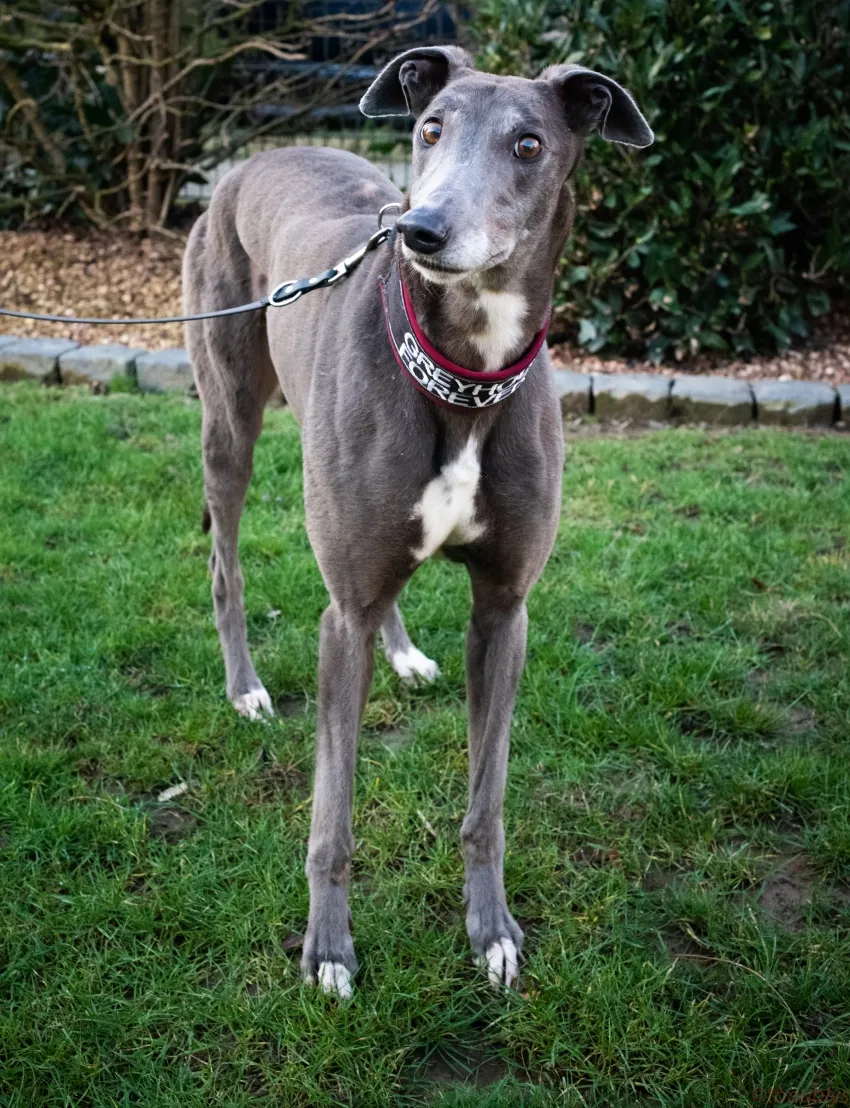 Greyhound Riona