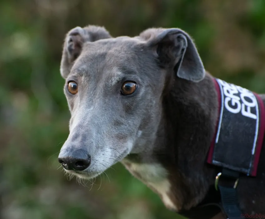 Greyhound Riona