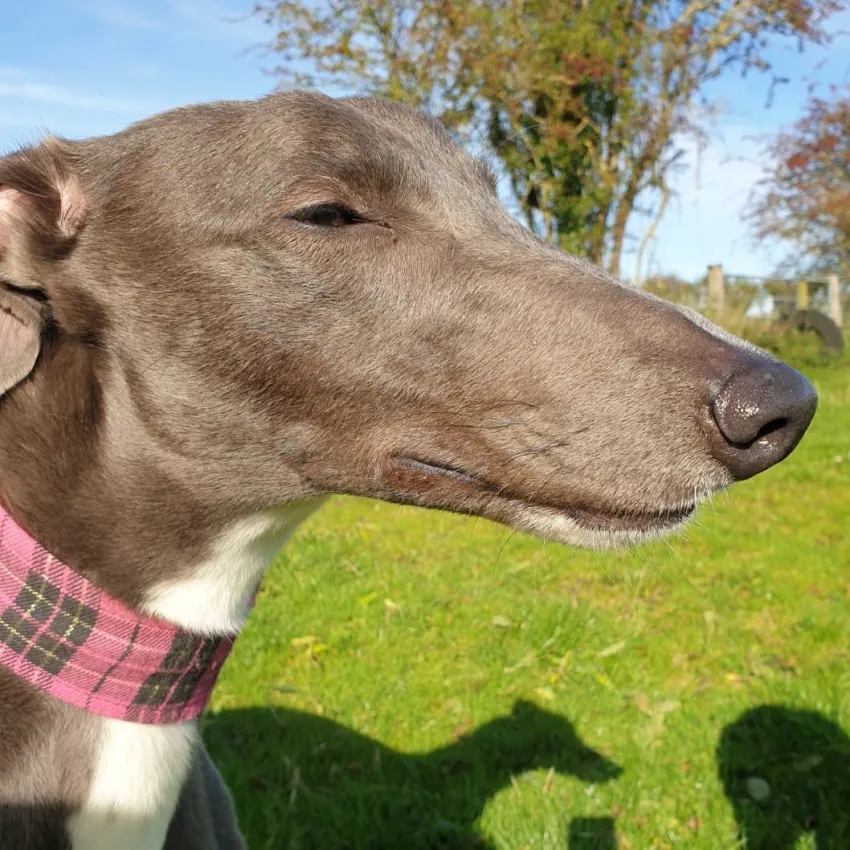 Greyhound Isla