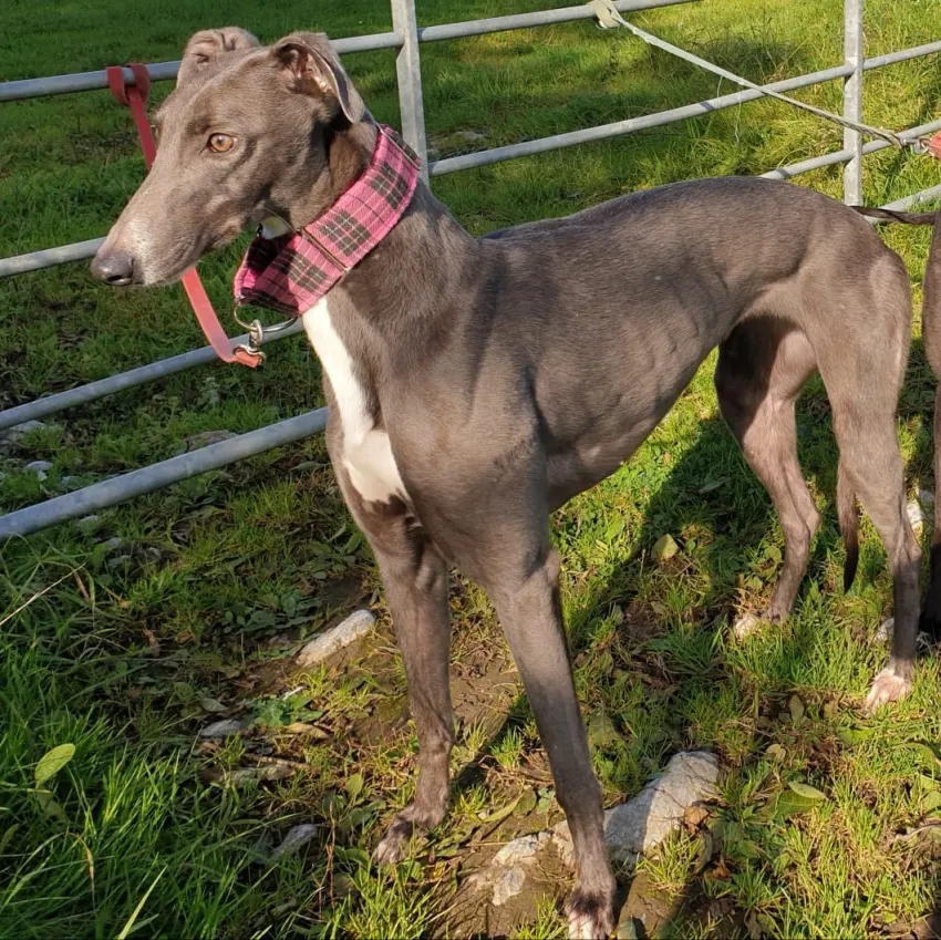 Greyhound Isla
