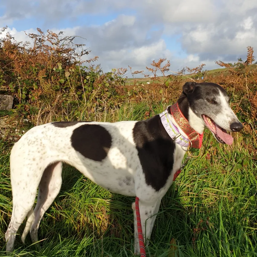 Greyhound Madge