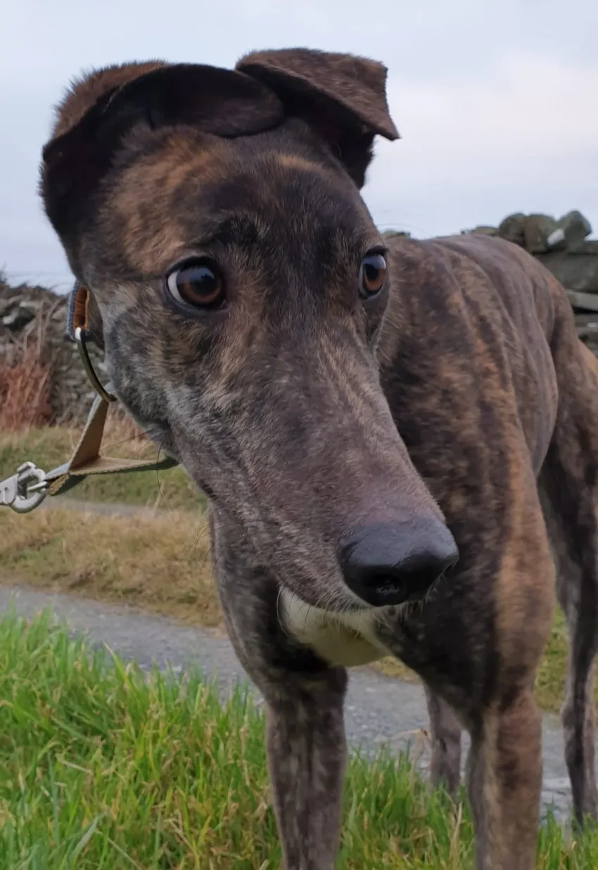 Greyhound Hana