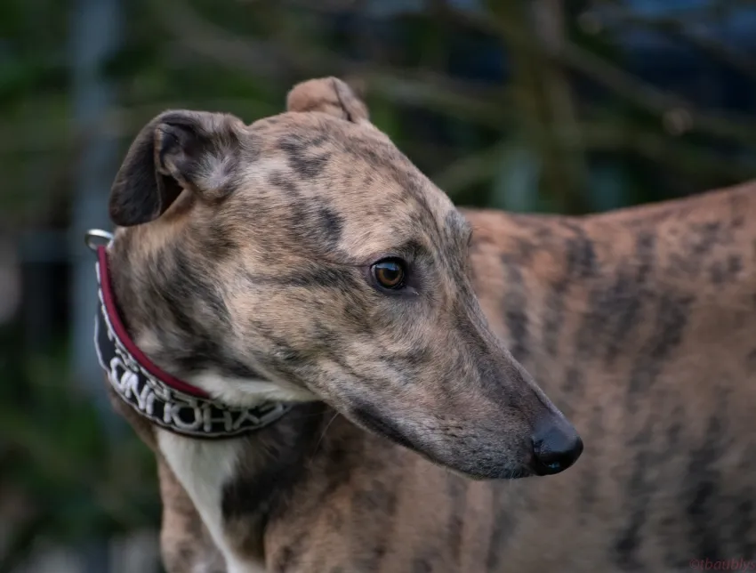 Greyhound Basil