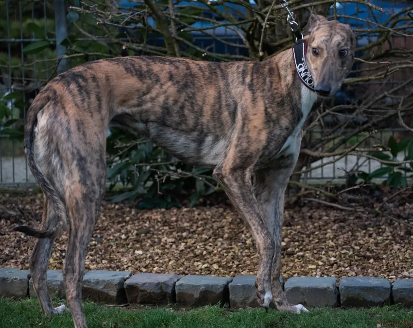 Greyhound Basil