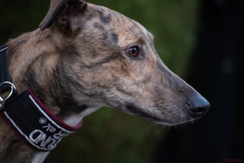 Greyhound Basil