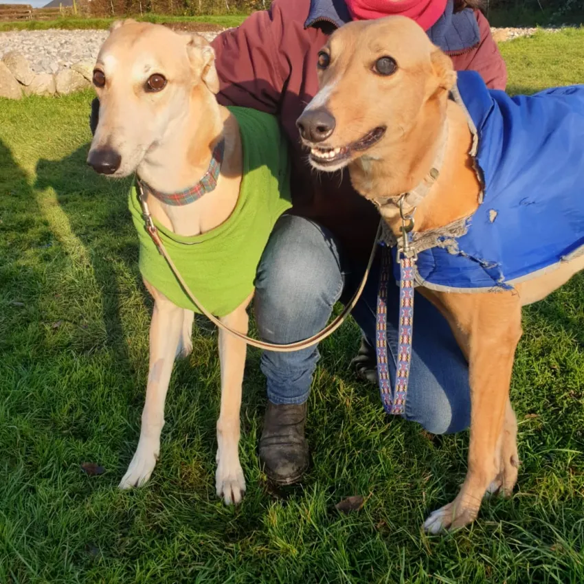 Greyhound Tori und Jade