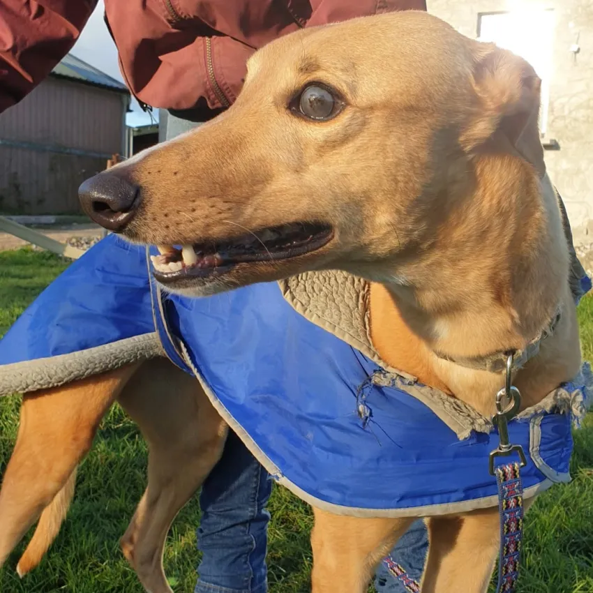 Greyhound Tori und Jade