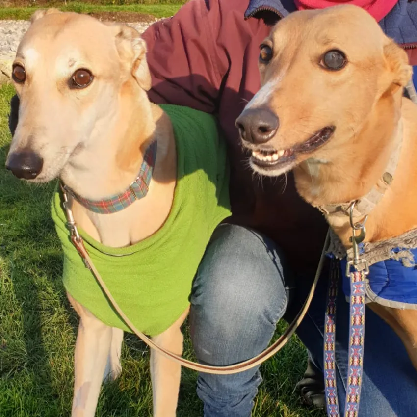 Greyhound Tori und Jade