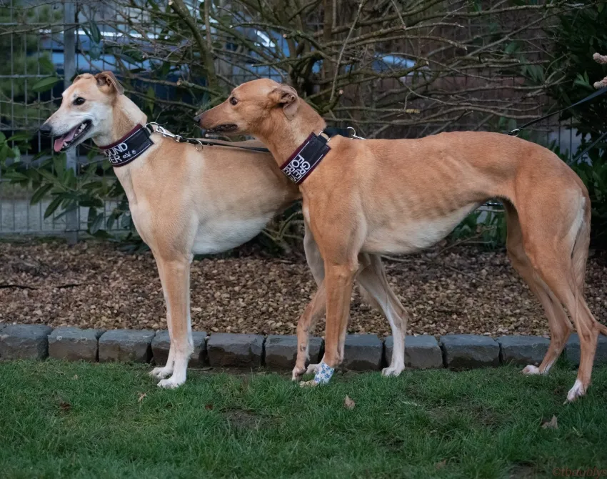 Greyhound Tori und Jade
