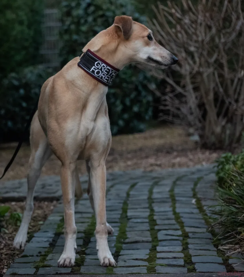 Greyhound Tori und Jade