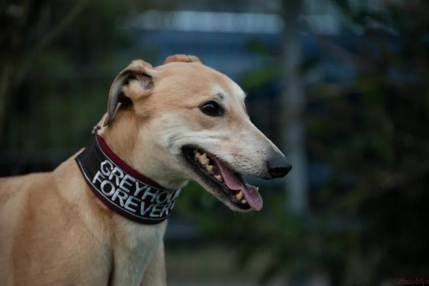 Greyhound Tori und Jade