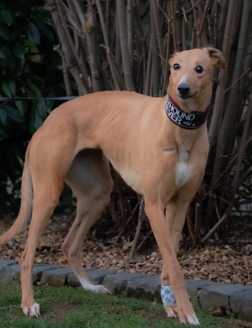 Greyhound Tori und Jade