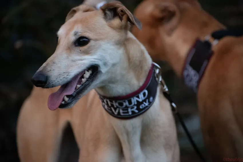 Greyhound Tori und Jade