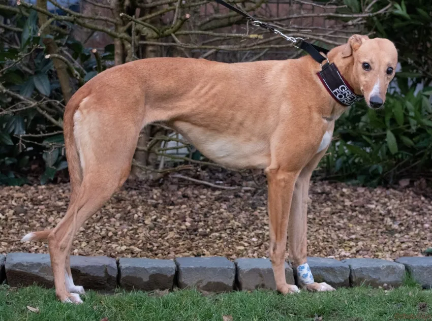 Greyhound Tori und Jade