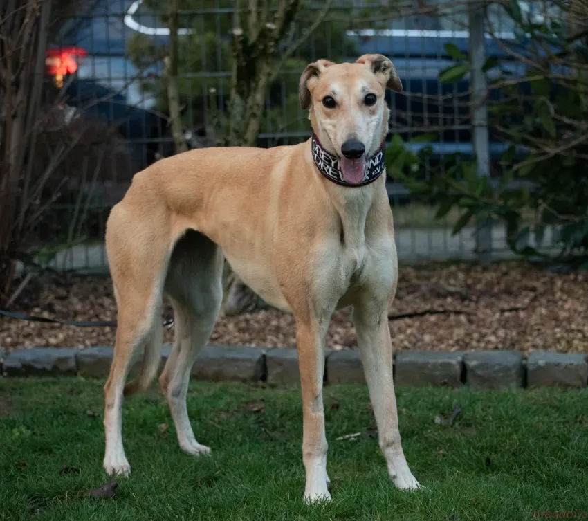 Greyhound Tori und Jade