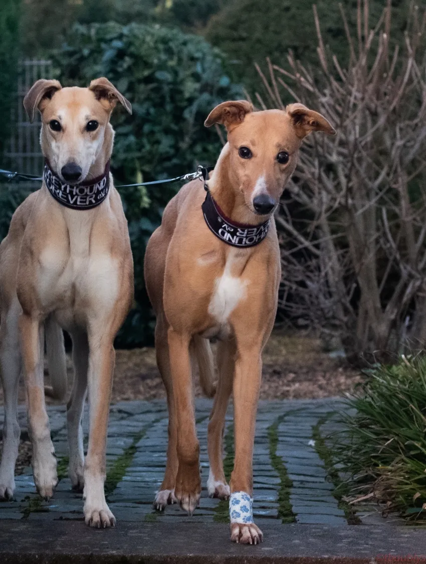 Greyhound Tori und Jade