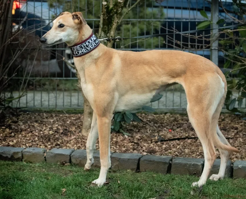 Greyhound Tori und Jade