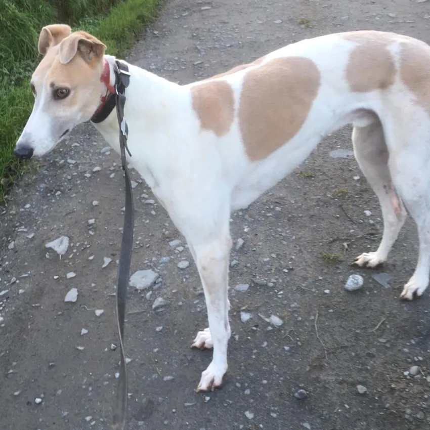 Greyhound Timber