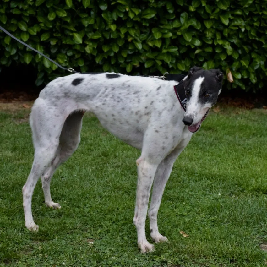 Greyhound Clara