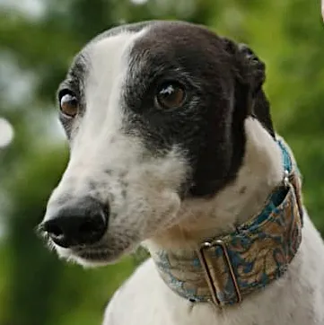 Greyhound Clara