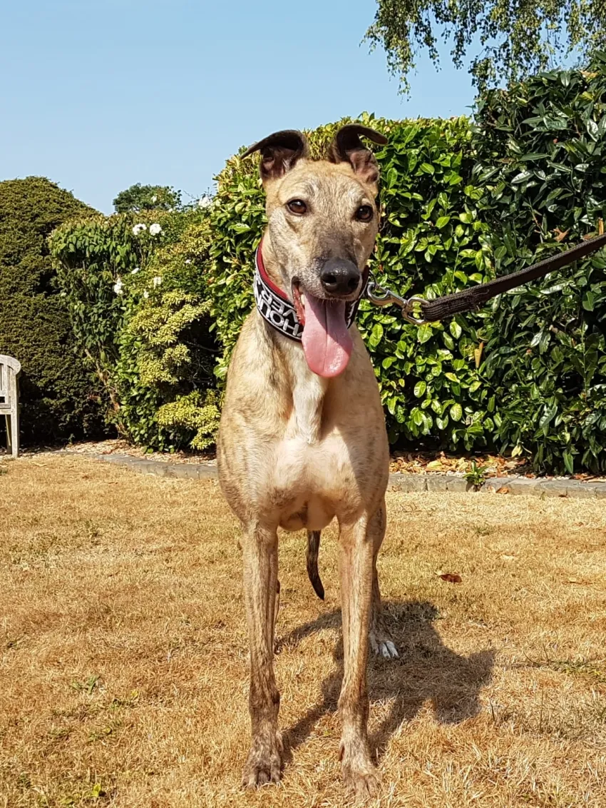 Greyhound Jaffa