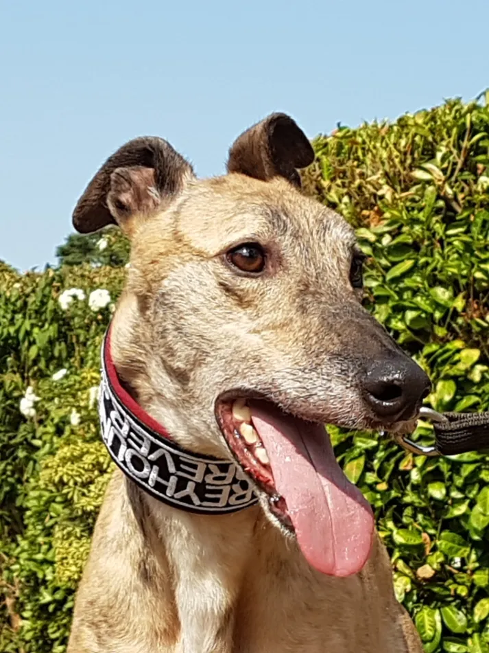 Greyhound Jaffa