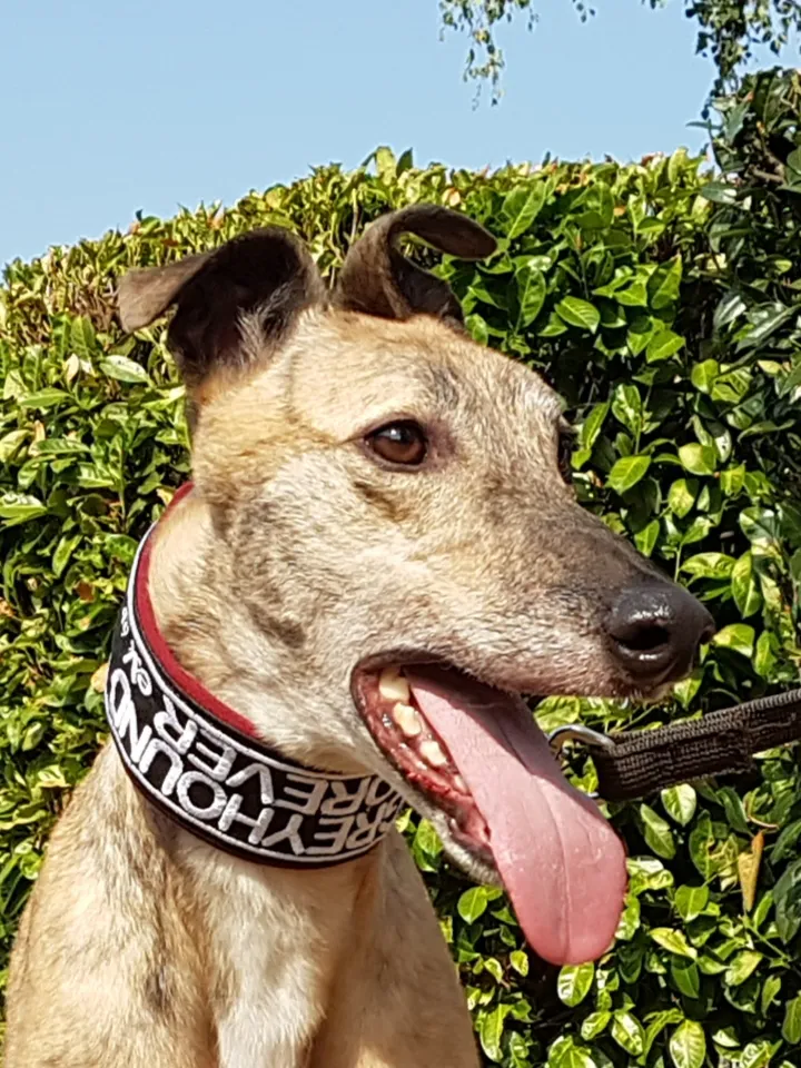 Greyhound Jaffa
