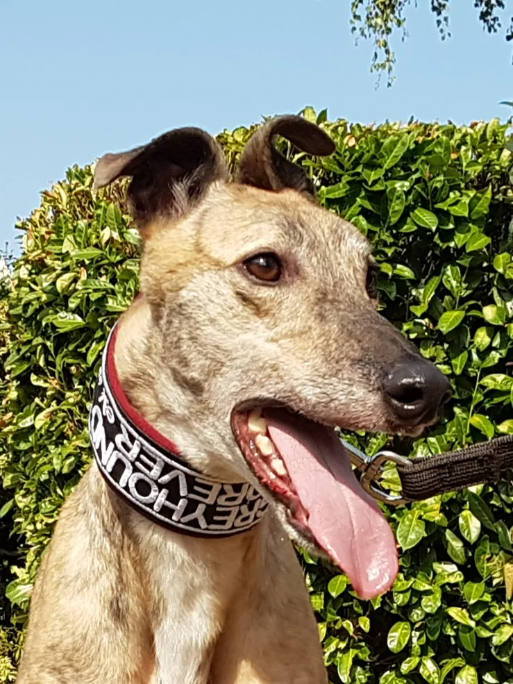 Greyhound Jaffa