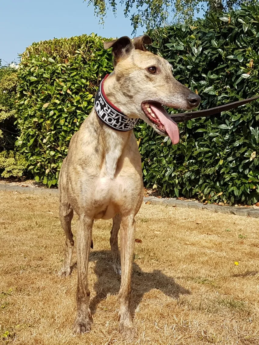 Greyhound Jaffa