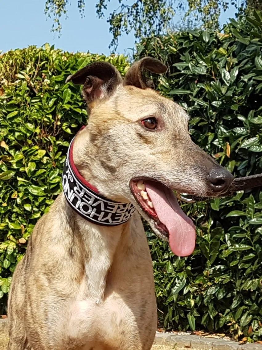 Greyhound Jaffa
