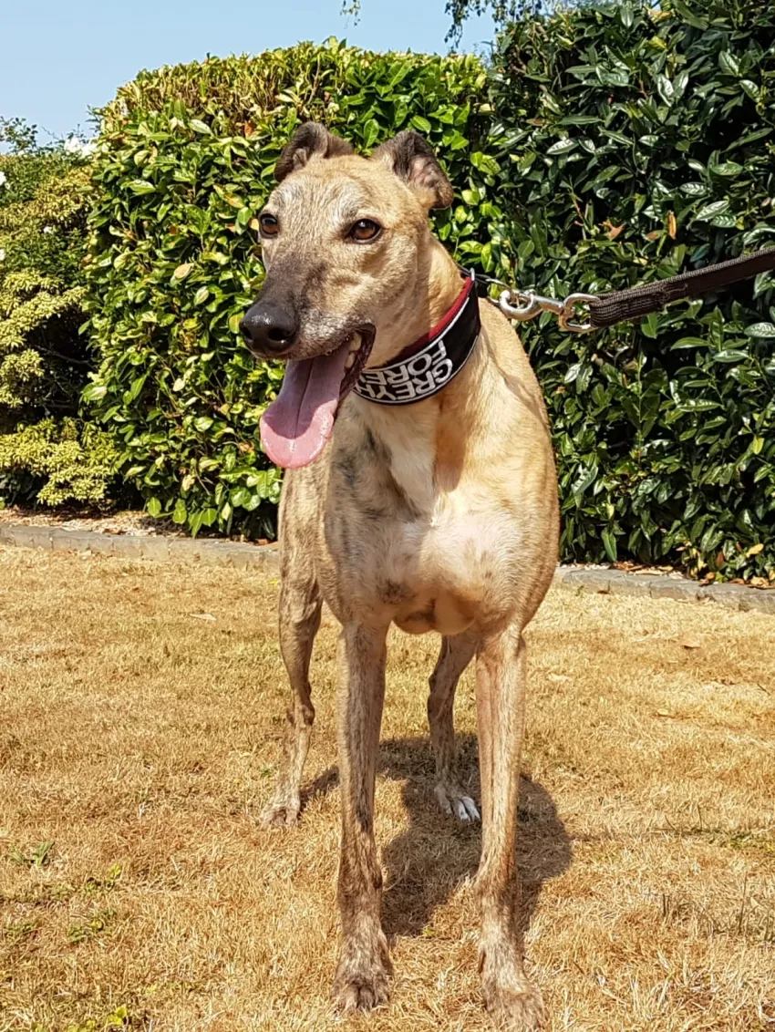 Greyhound Jaffa