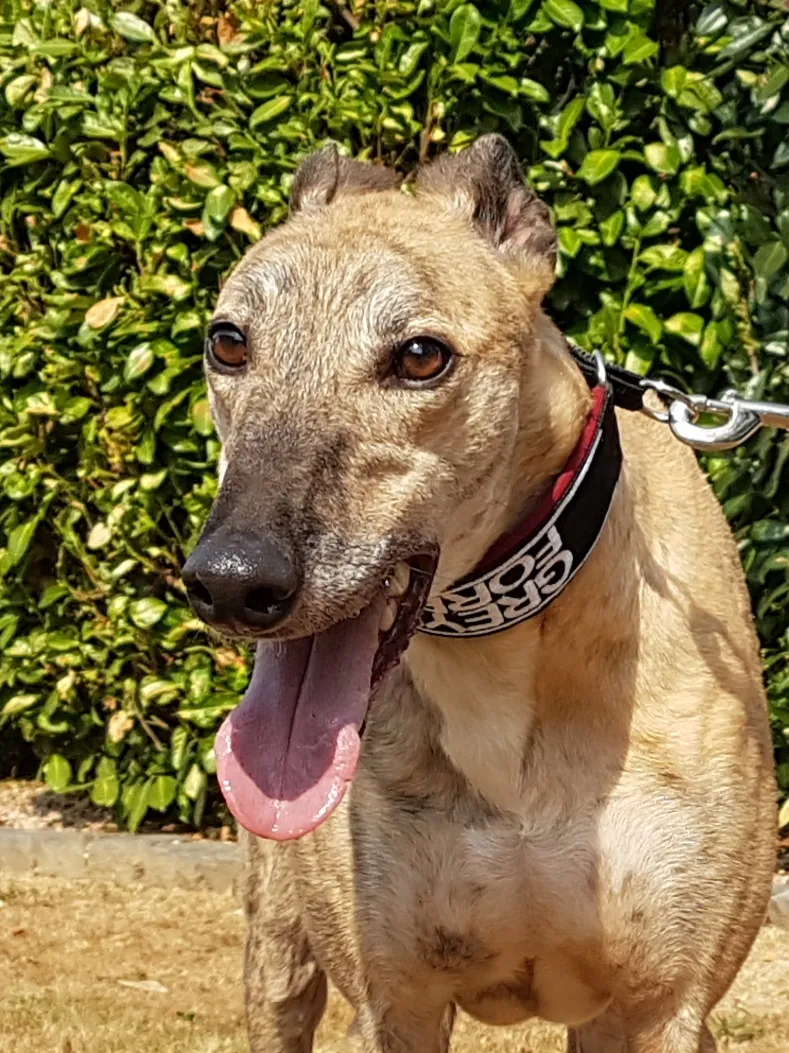 Greyhound Jaffa