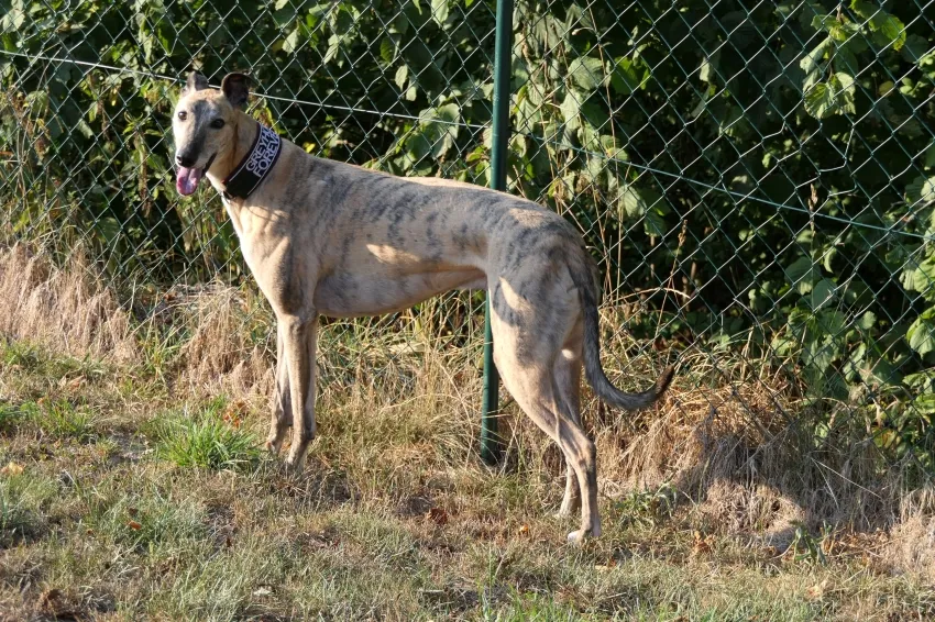 Greyhound Jaffa