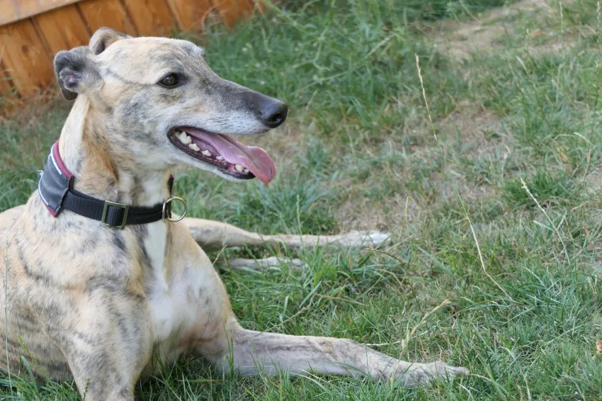 Greyhound Jaffa