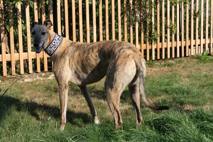 Greyhound Jaffa