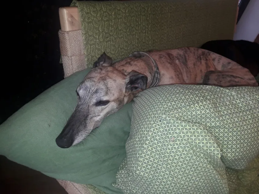 Greyhound Jaffa
