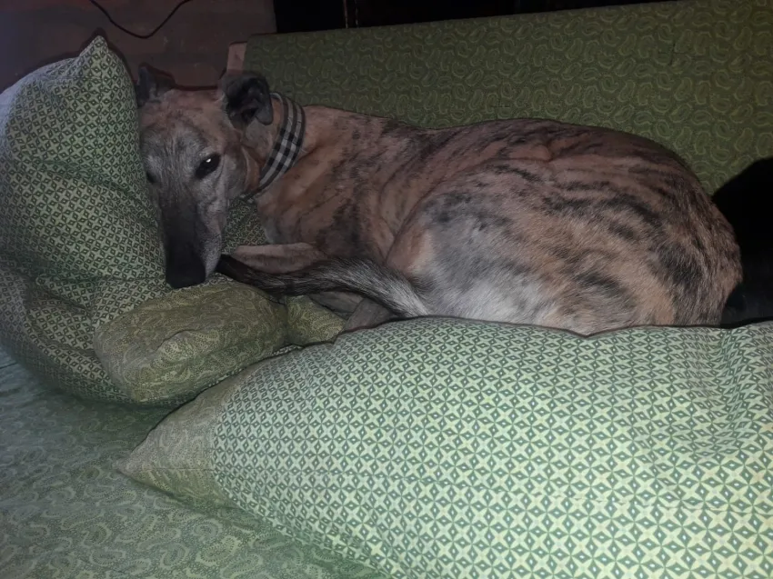 Greyhound Jaffa