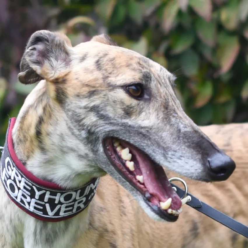 Greyhound Dickie